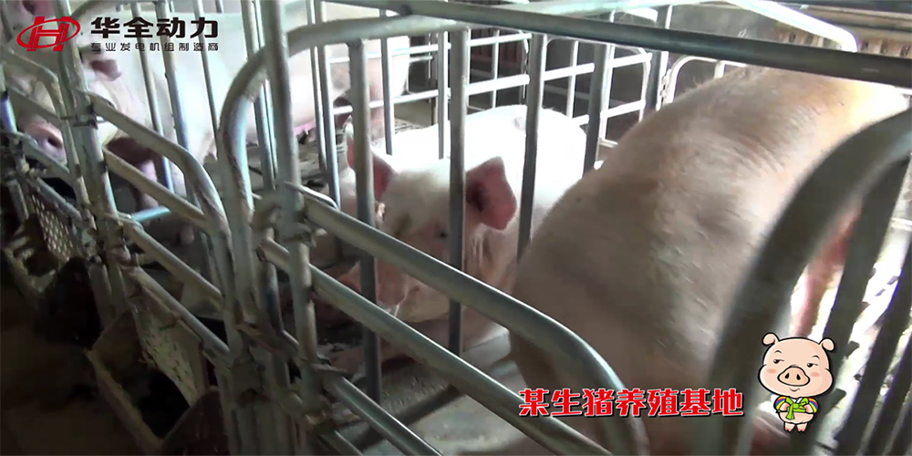 华全发电机组用“猪粪用来发电” 原来别人都是